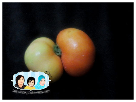 kembar tomato